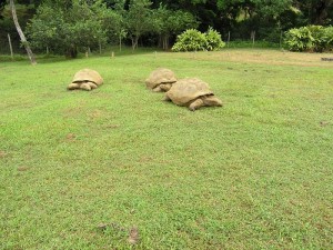 A proximité du restaurant, retrouvez quelques tortues