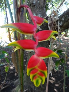 Une des fleurs du jardin de Labourdonnais