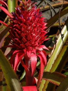 Ananas rouge ornementale