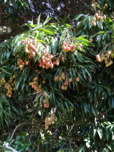 Miam des litchis !